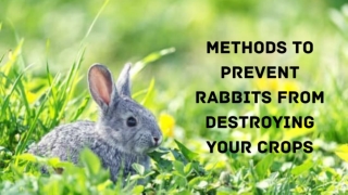 Methods to Prevent Rabbits from Destroying Your Crops