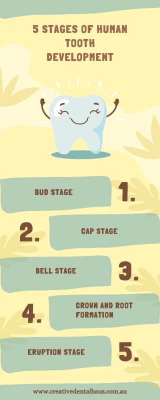 5 Stages of Human Tooth Development