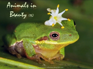 Animals in Beauty (16)