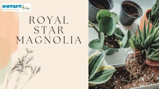 Royal_Star_Magnolia