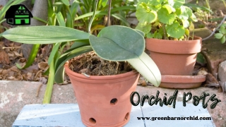 Buy Best Orchid Pots for Your Healthier Plants - Green Barn Orchid