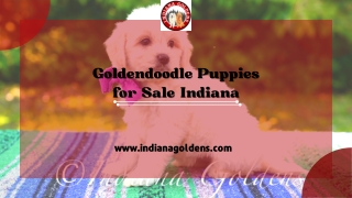 Goldendoodle Puppies for Sale Indiana- Available at Indiana Goldens