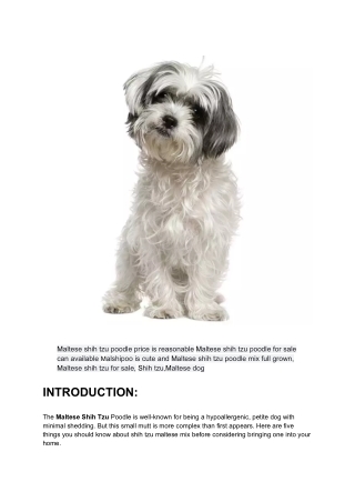 The Maltese Shih Tzu Poodle_ TEN Facts _ Mutt Store Online