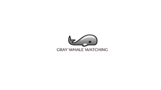 Gray Whale Watching Tours in Baja California