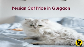 Persian Cat Price in Gurgaon