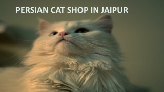 Persian Cat Shop in Jaipur