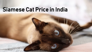 Siamese Cat Price in India