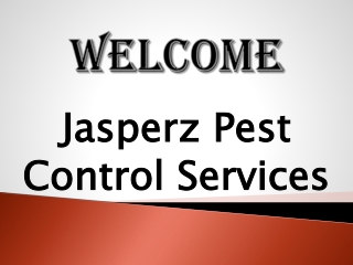 Best Flea Control in Kingswood