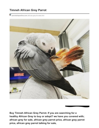 Timneh African Grey Parrot - Parrots for Sale