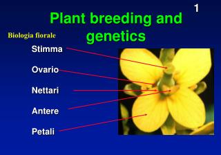 Plant breeding and genetics