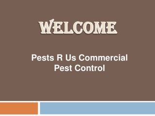 Best Bird Control Service in Islington