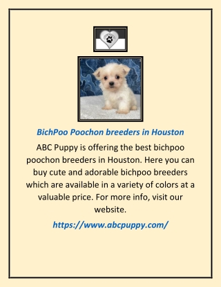 BichPoo Poochon breeders in Houston