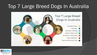 Top 7 Large Breed Dogs In Australia | VetSupply