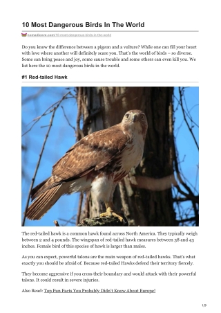 10 Most Dangerous Birds In The World