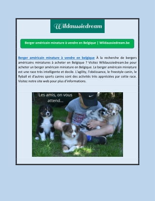 Berger américain minature à vendre en Belgique | Wildaussiedream.be