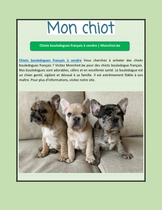 Chiots bouledogues français à vendre | Monchiot.be
