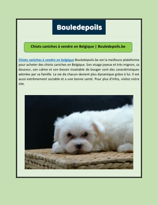 Chiots caniches à vendre en Belgique | Bouledepoils.be