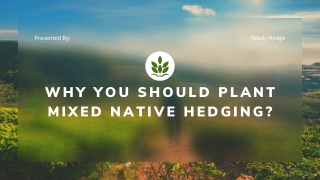 Why You Should Plant Mixed Native Hedging?