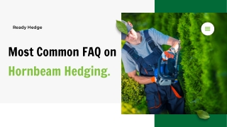 Most Common FAQs on Hornbeam Hedging.