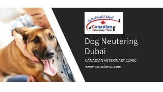 Dog Neutering Dubai​