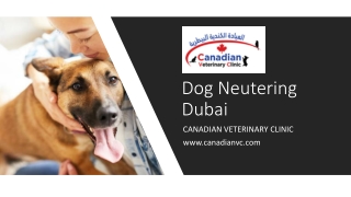 Dog Neutering Dubai​