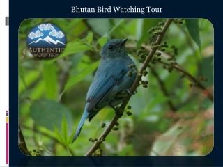 Bhutan Bird Watching Tour