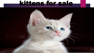 Kittens For Sale