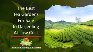 The Best Tea Gardens For Sale In Darjeeling At Low Cost