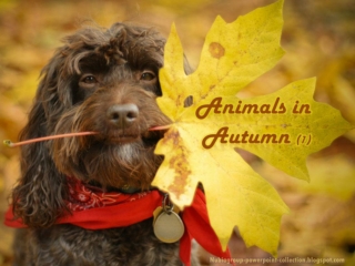 Animals in Autumn (1)