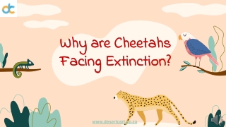 Why are Cheetahs Facing Extinction?