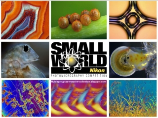 Nikon Small World 2013