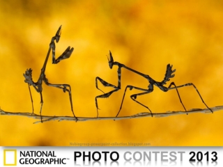 NG Photo Contest 2013 (1)