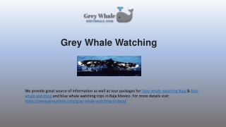 Timesless Whale Wathcing Tours In Baja