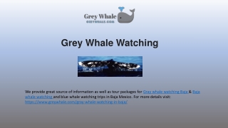 Timesless Whale Wathcing Tours In Baja