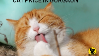 Cat Price in Gurgaon