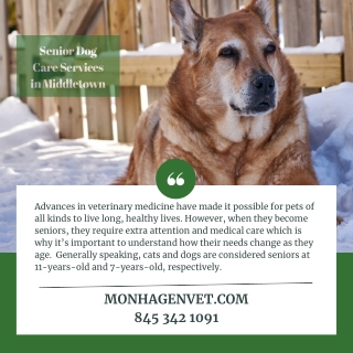 Senior Dog Care Services in Middletown