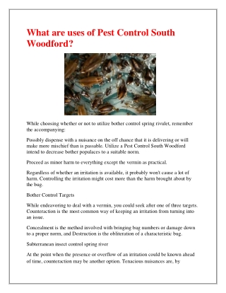 Find The Best Wasp Control in South Woodford.
