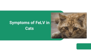 Symptoms of FeLV in Cats