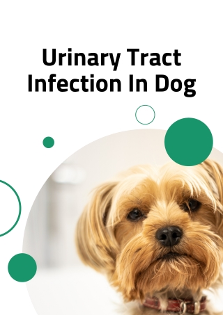 Urinary Tract Infection In Dog Symptoms, Causes, And Treatments