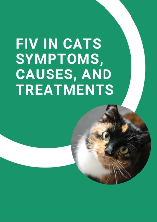 FIV in Cats Symptoms, Causes, and Treatments