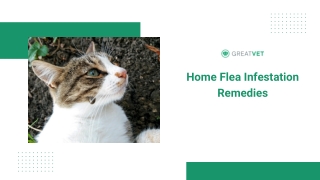 Home Flea Infestation Remedies