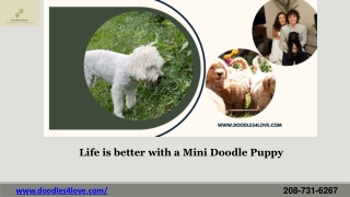 Mini Bernadoodle Puppies for Sale- Doodles 4love