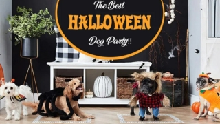 The Best Halloween Dog Party