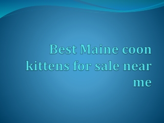 Best Maine coon kittens for sale near me