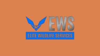 Woodlands Attic Squirrels Removal - Elite Wildlife Services