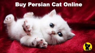 Buy Persian Cat Online