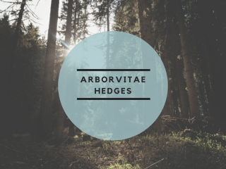 Adding Privacy with Arborvitae Hedges