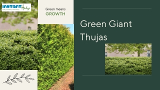Green_Giant_Thujas