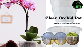 Get Top Quality Clear Orchid Pot with Best price at Green Barn Orchid