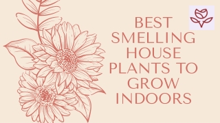 Best Smelling Houseplants to Grow Indoors